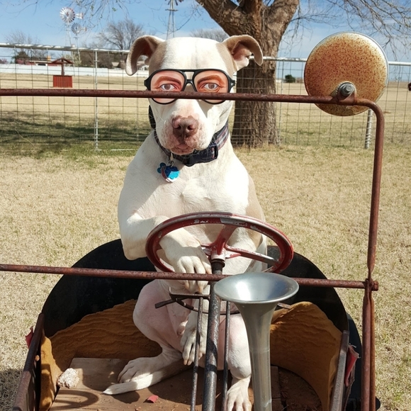 Meet your Posher, Julie - Picture 7 of 8